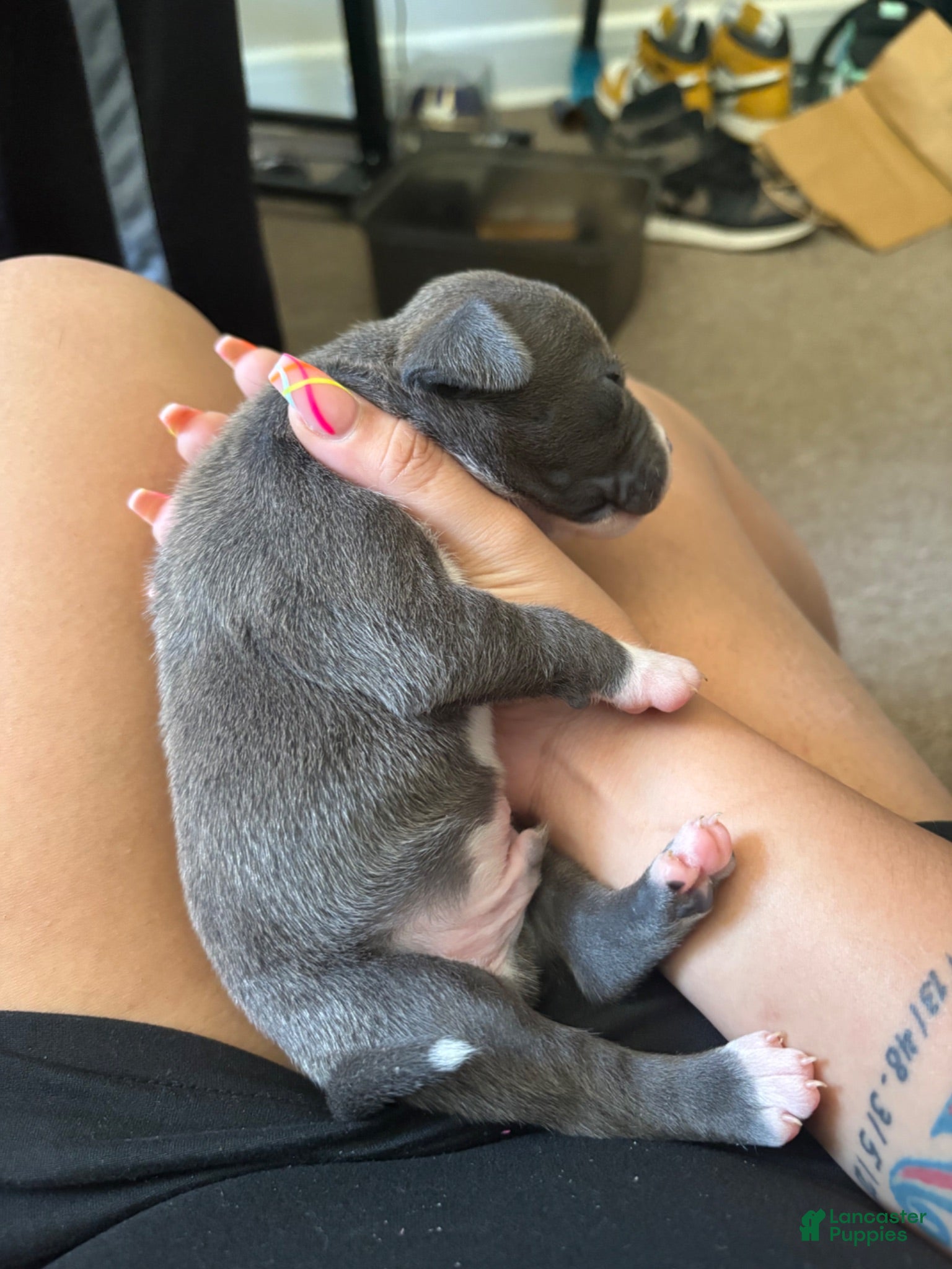 American Pit Bull Terrier dogs American Pit Bull Terrier 3 - Ad 13