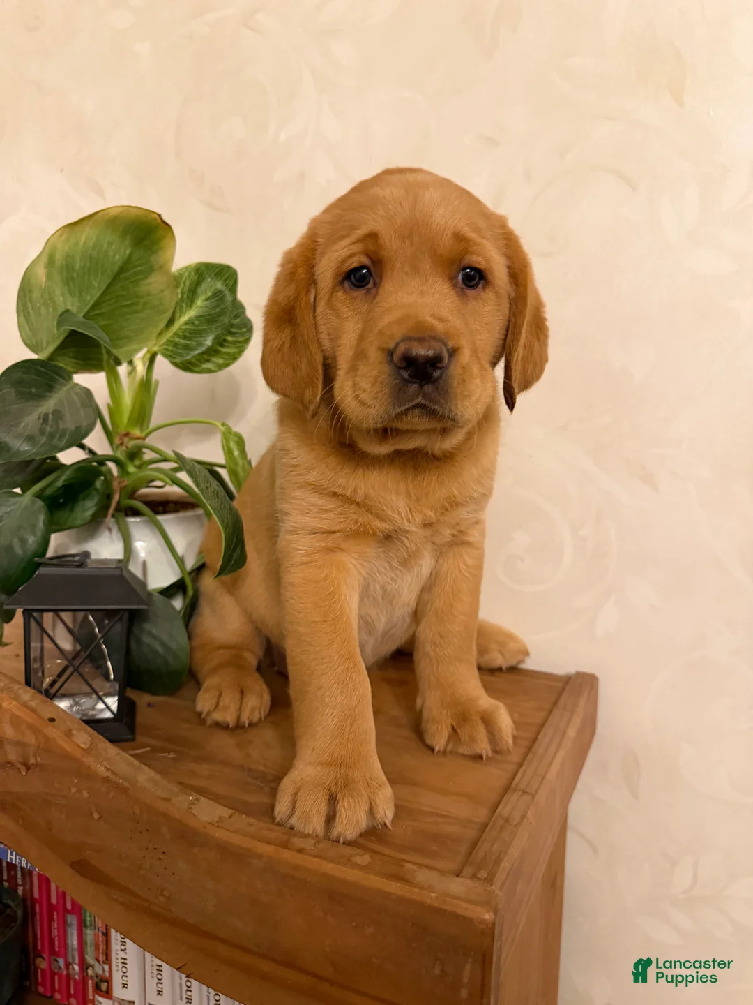 Labrador Retriever dogs for sale: Meg - Ad 8