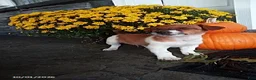 Jack Russell Terrier dogs for sale: Rusty - Ad 2