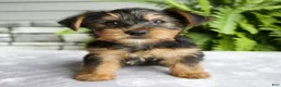 Yorkshire Terrier dogs for sale: Kelsey - Ad 5