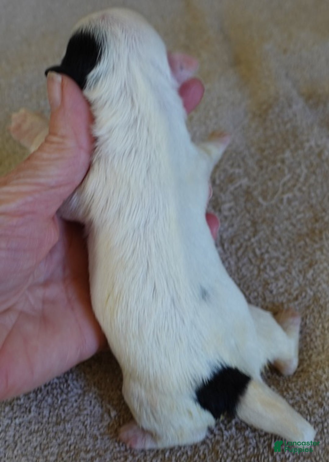 Yorkshire Terrier dogs for sale: Lyra super unique - Ad 10