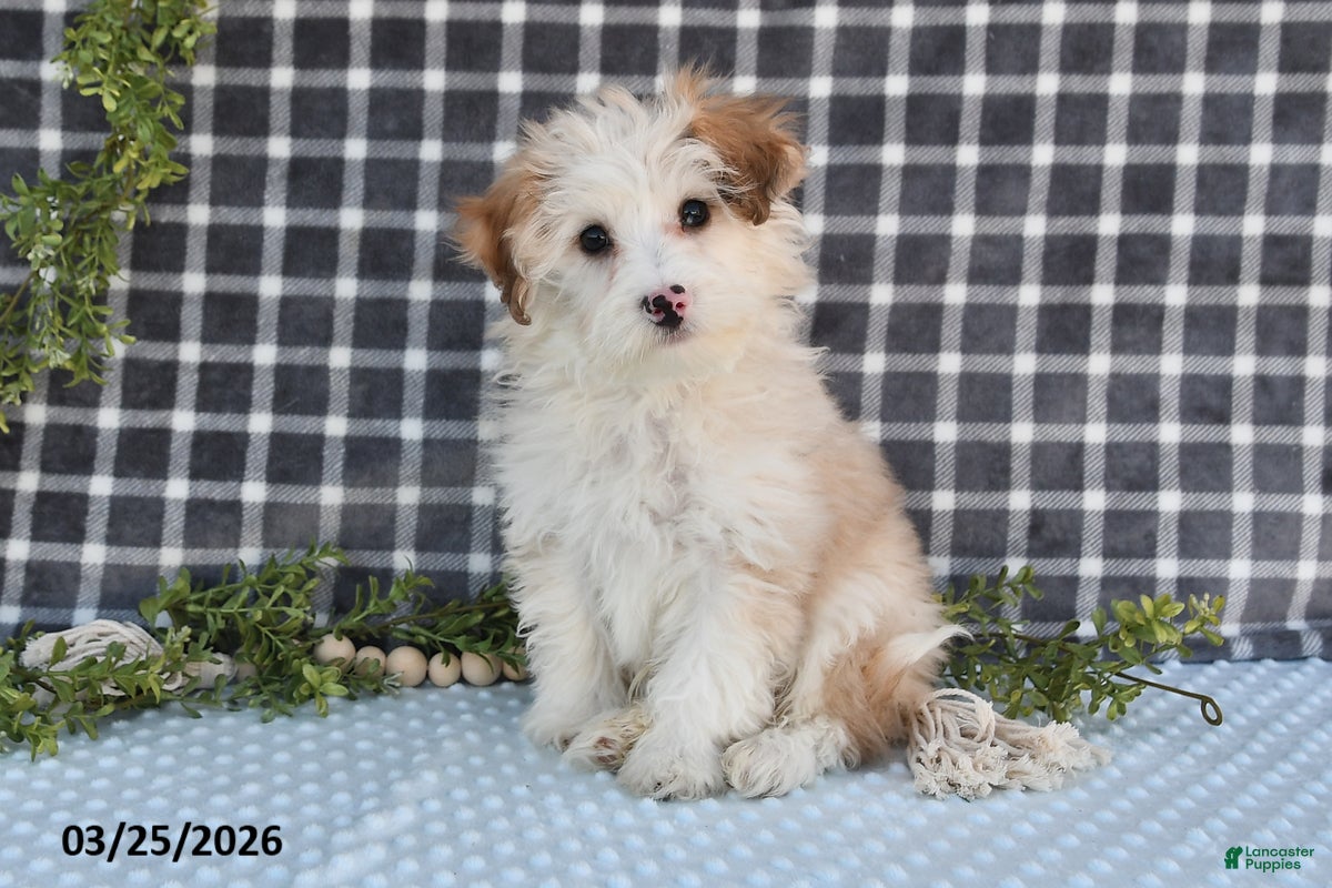 Havapoo dogs Echo - Ad 1