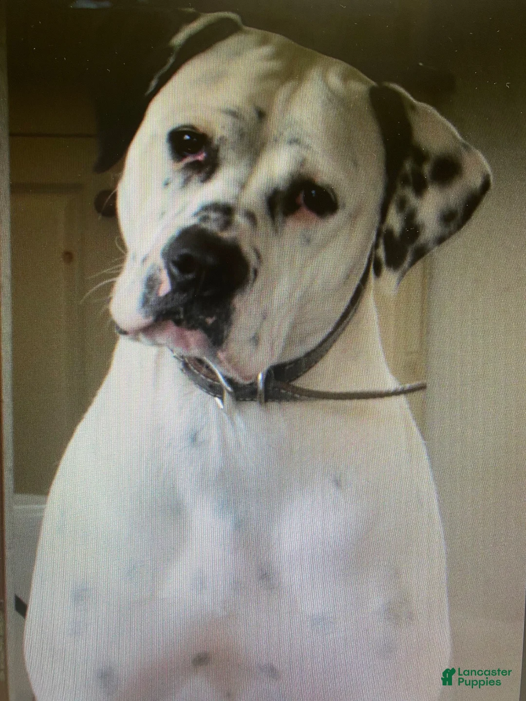 American Bulldog dogs for sale: Kiesha - Ad 11