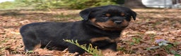 Rottweiler dogs for sale: Tank - Ad 5