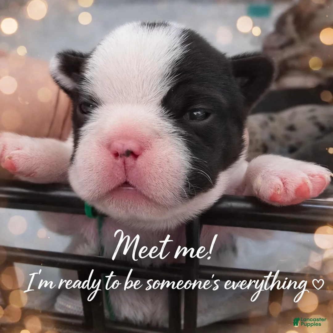 French Bulldog dogs for sale: Rare Black & White Male - Ad 1