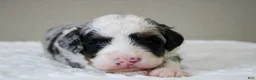 Mini Bernedoodle dogs for sale: Scottie  - Ad 3