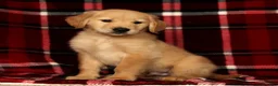 Golden Retriever dogs for sale: Rambo - Ad 6