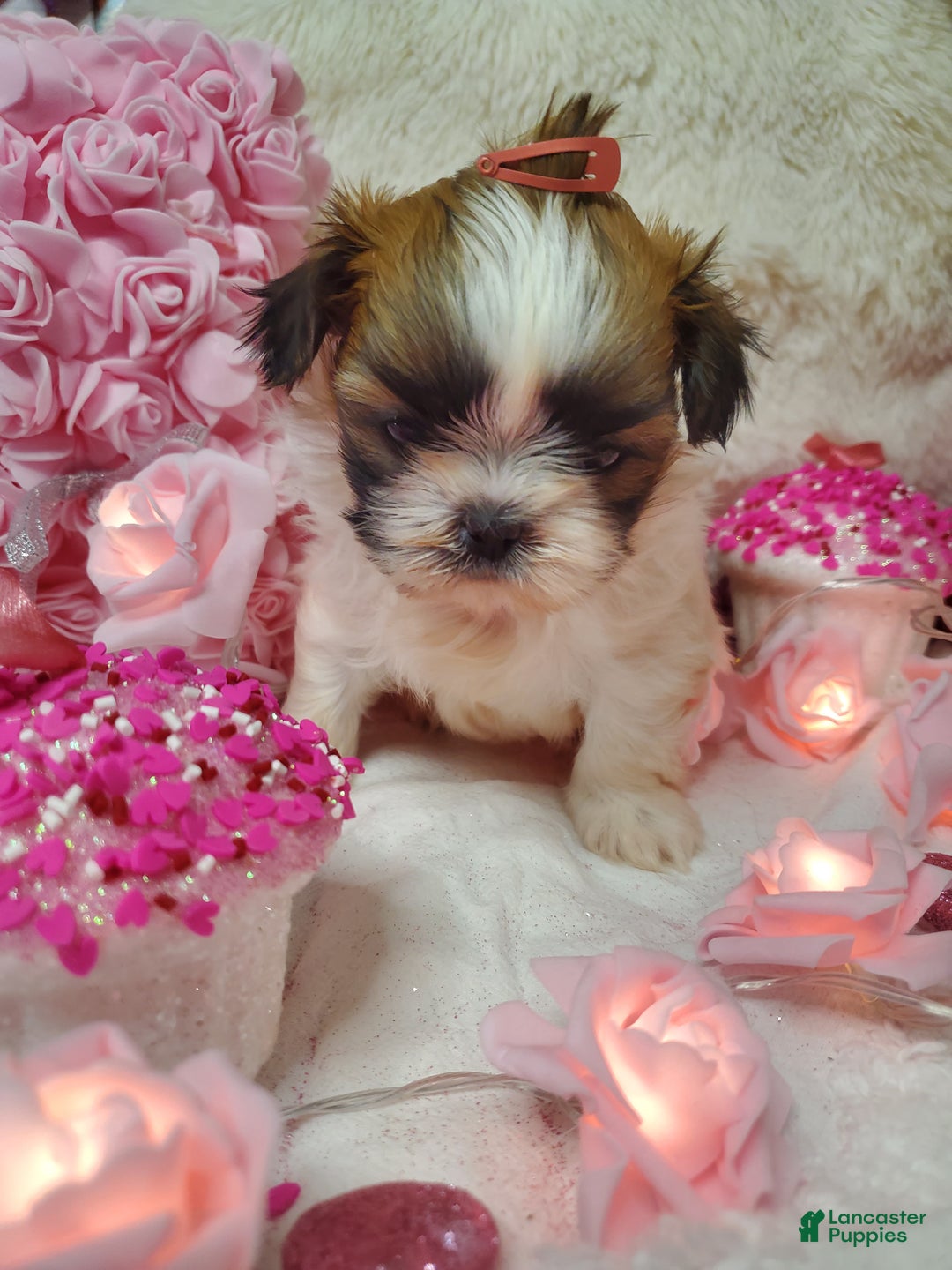 Shih Tzu dogs for sale: Shih Tzu Puppy 3 - Ad 3