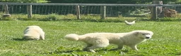 Great Pyrenees dogs for sale: Great Pyrenees 2 - Ad 10