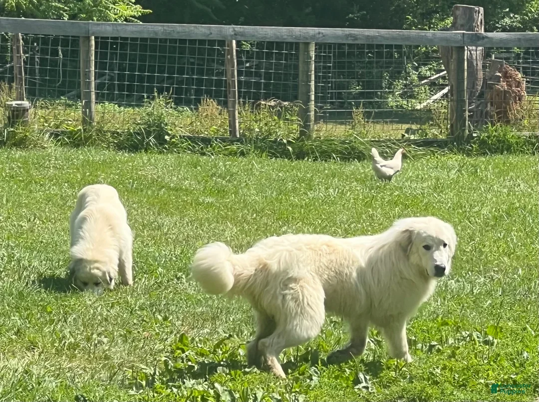 Great Pyrenees dogs for sale: Great Pyrenees 2 - Ad 10