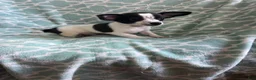 Chihuahua dogs for sale: Chihuahua Boy- Walter - Ad 1