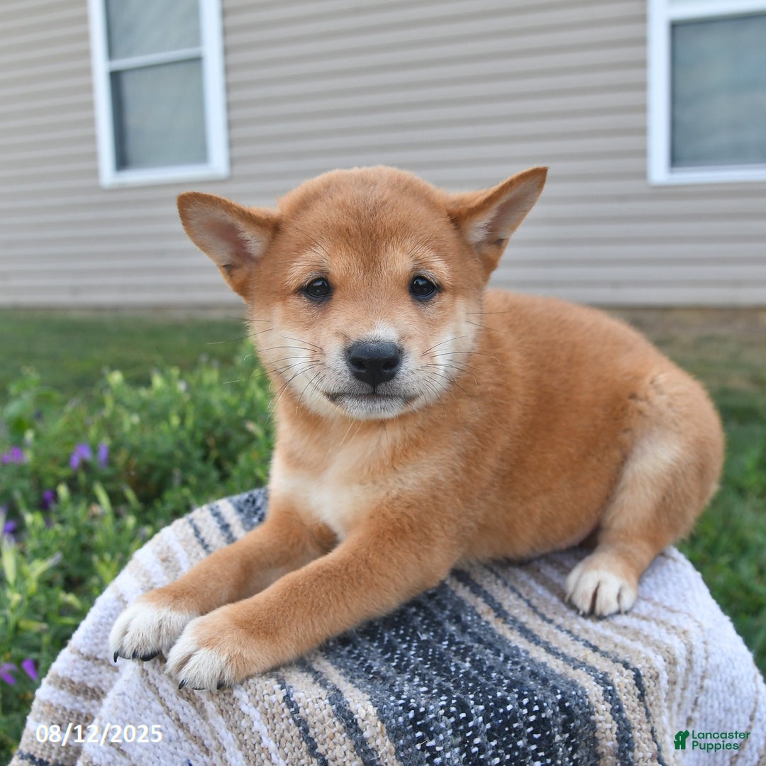 Shiba Inu dogs for sale: Shiba Inu 4 puppies - Ad 2