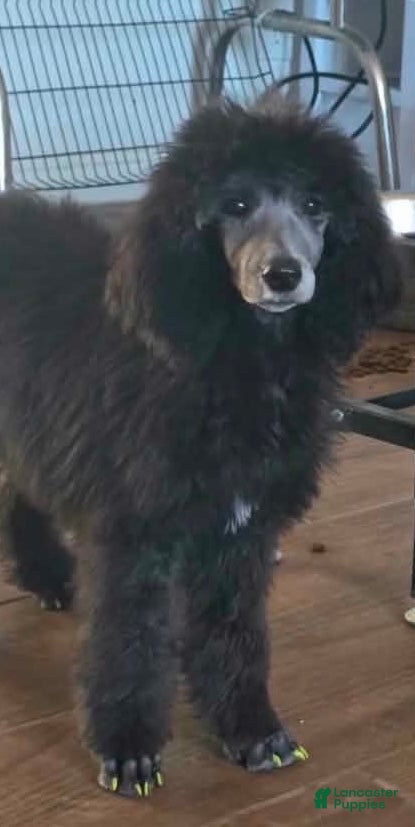 Standard Poodle dogs Maxine - Ad 9