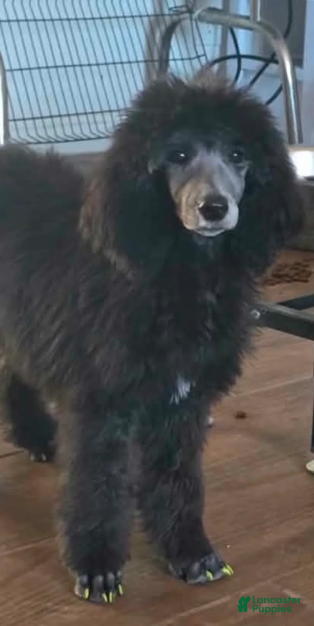 Standard Poodle dogs for sale: Maxine - Ad 1