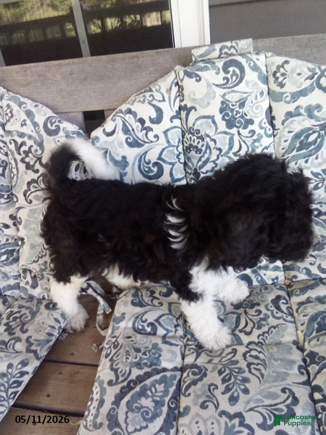 Goldendoodle dogs for sale: Grace - Ad 2