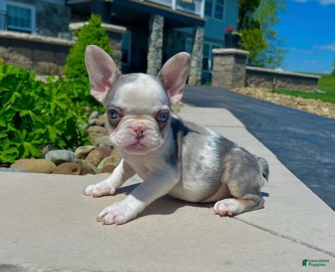French Bulldog dogs Benson - Ad 1