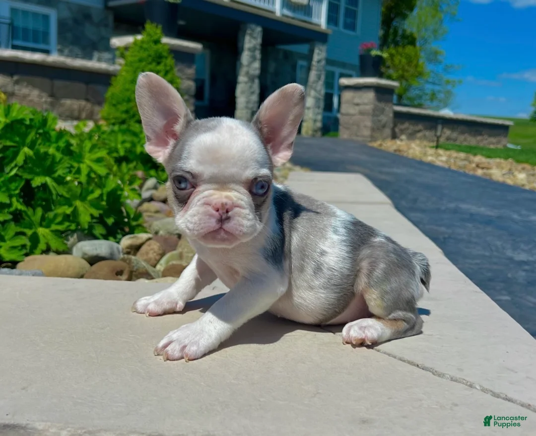 French Bulldog dogs for sale: Benson - Ad 1