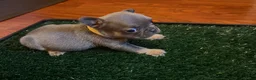 French Bulldog dogs for sale: Paws  - Ad 3