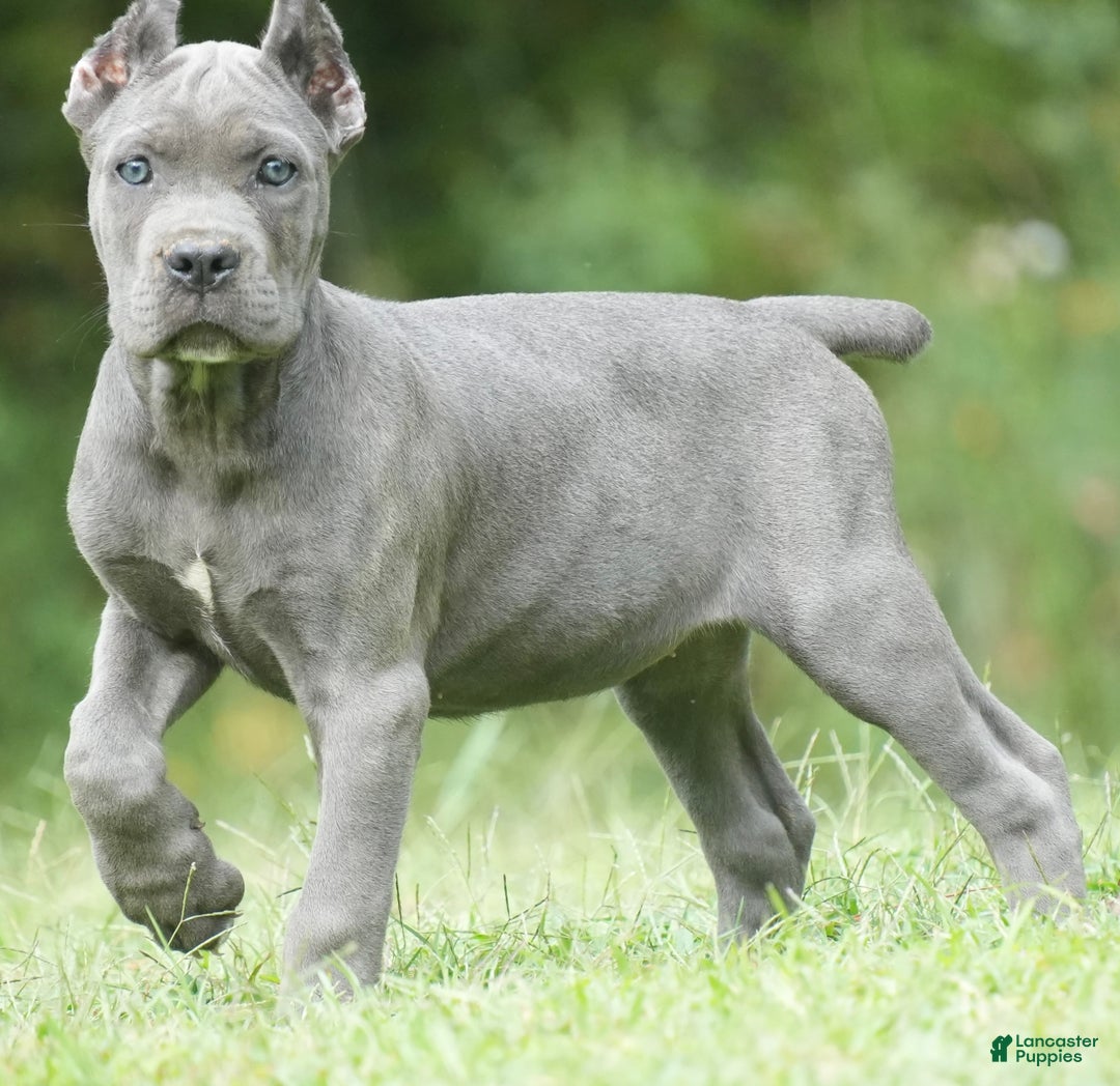 Iccf Cane Corso Puppies Cane Corso Puppy For Sale In Amelia Court