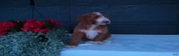 Goldendoodle dogs for sale: Ginger  - Ad 8
