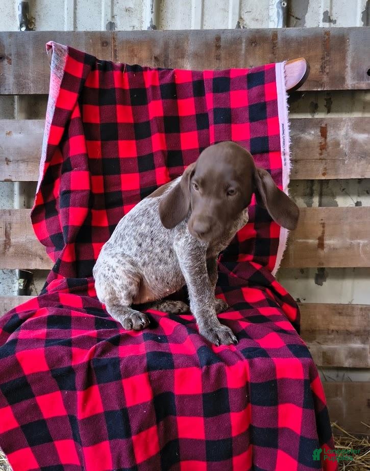German Shorthaired Pointer dogs Tammy - Ad 1