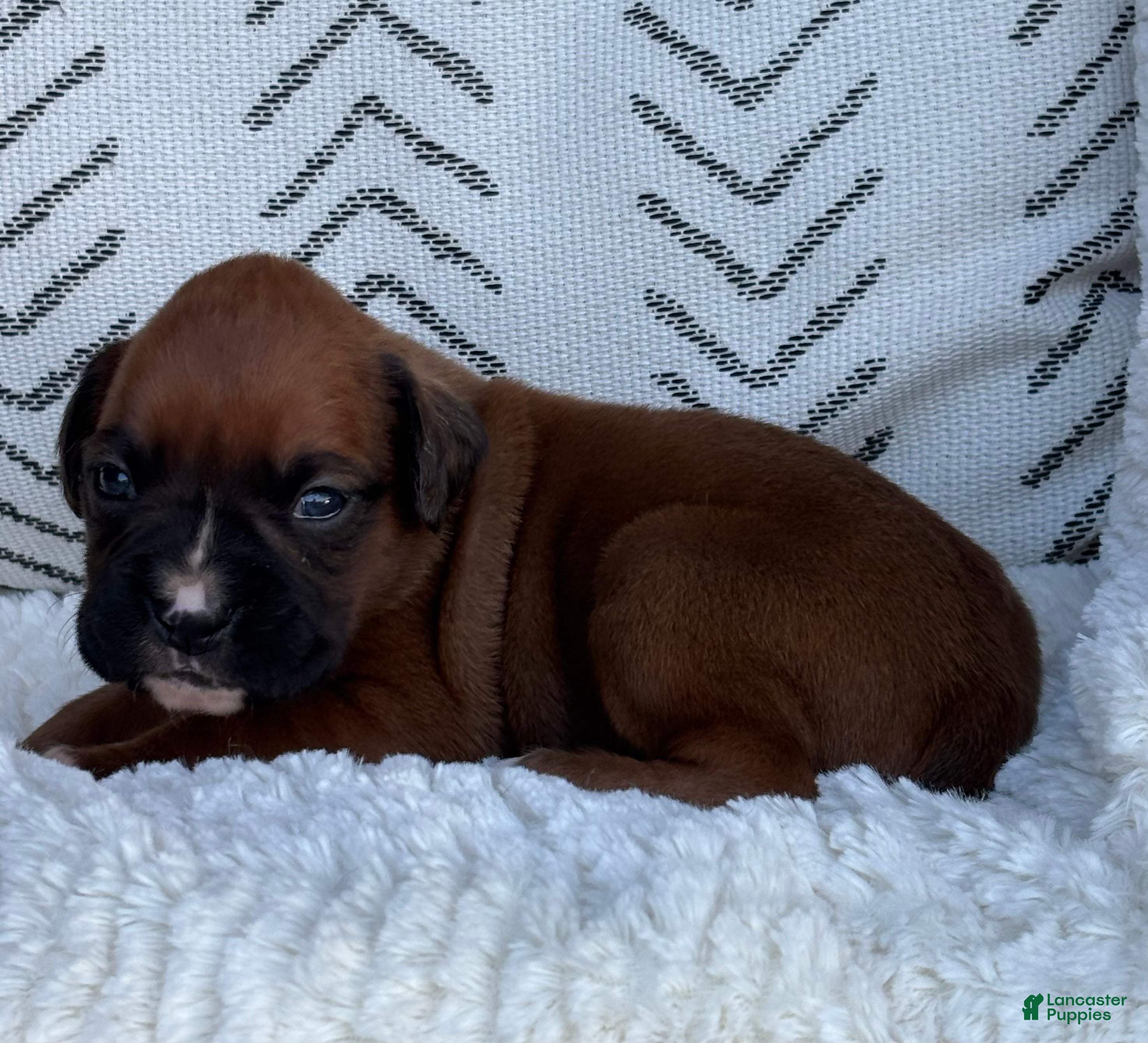 Boxer dogs Opi - Ad 2