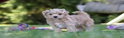Maltipoo dogs for sale: Kris - Ad 5
