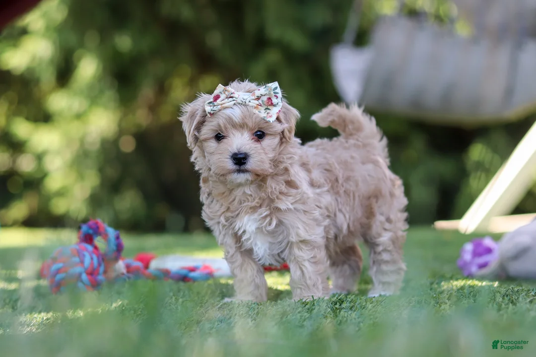 Maltipoo dogs for sale: Kris - Ad 5
