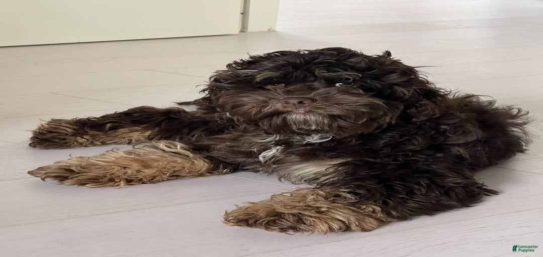 Gallery Image {{count}}