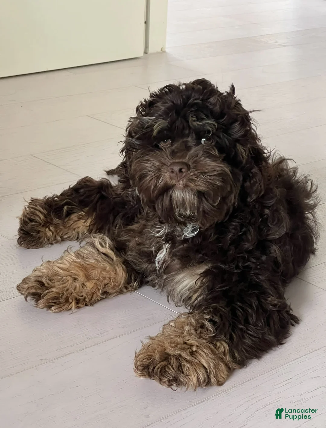 Gallery Image {{count}}