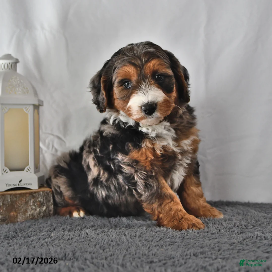 Mini Aussiedoodle dogs for sale: Lance  - Ad 4