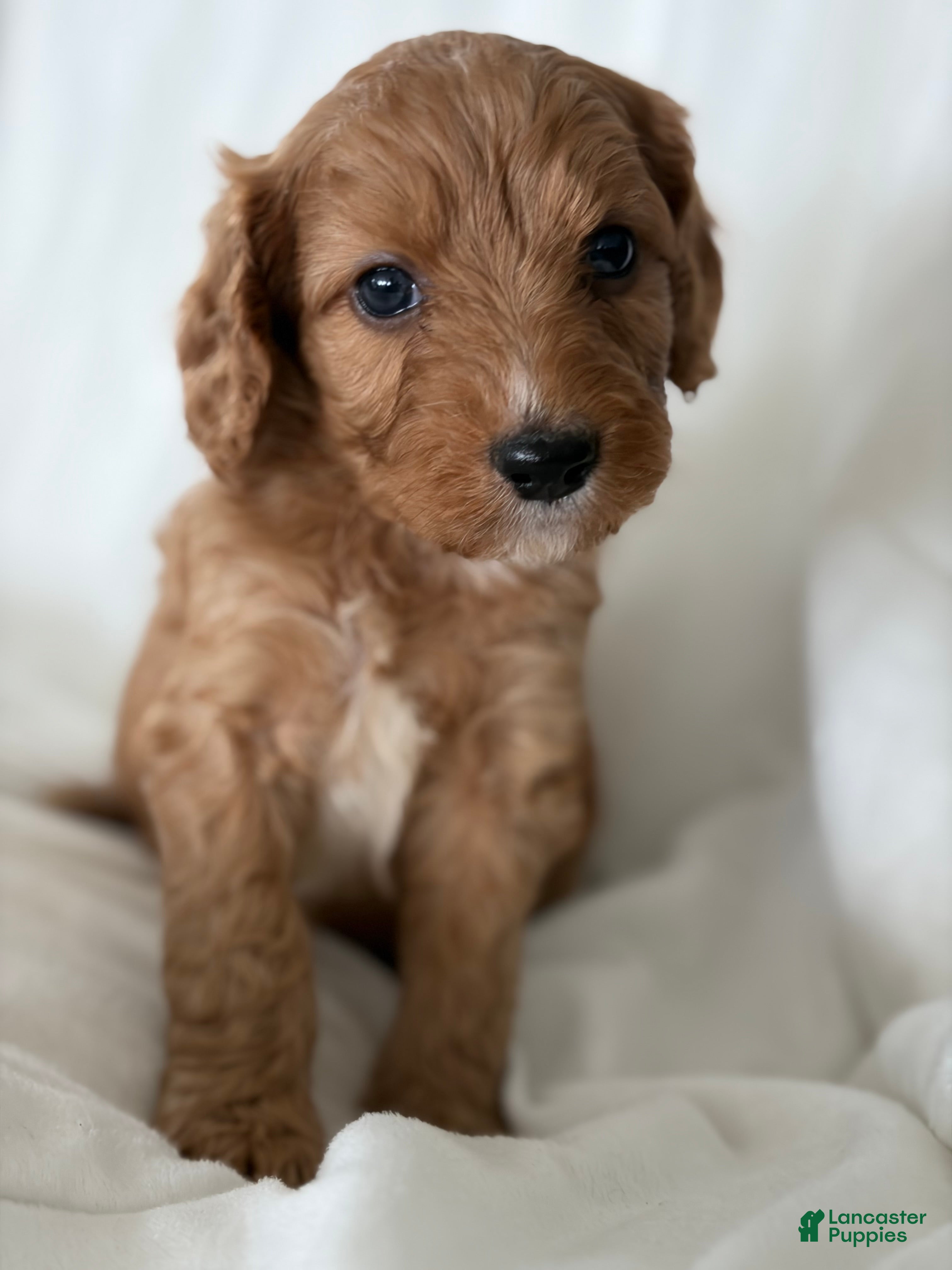 Cavapoo dogs Aspen💙 - Ad 2