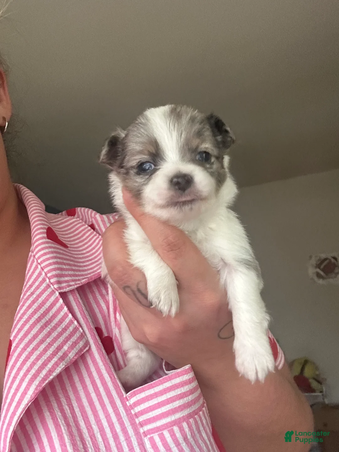Chihuahua dogs for sale: Chihuahua Puppy 3 - Ad 2