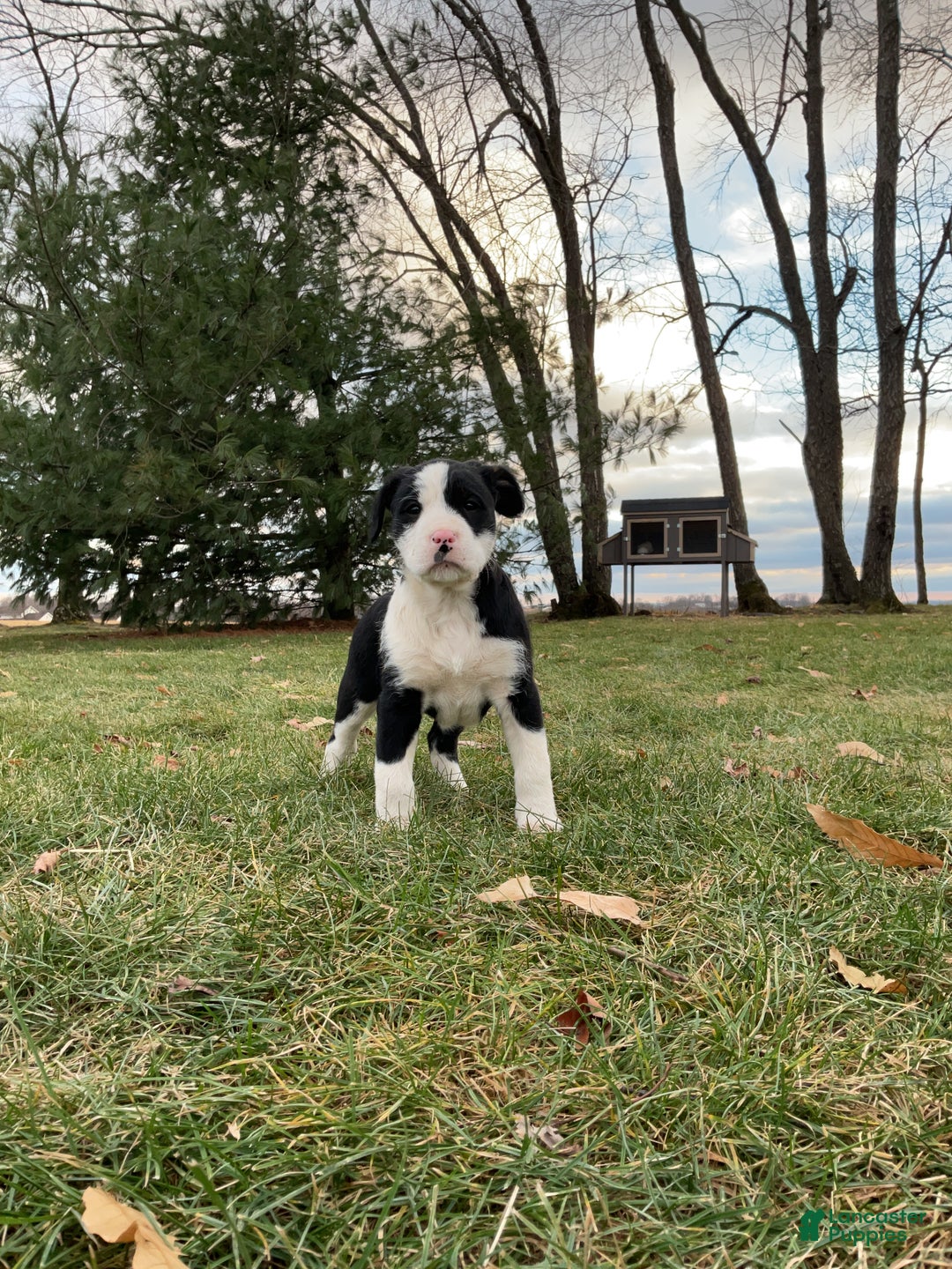 Mixed Breed dogs for sale: Eleanor  - Ad 3