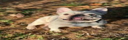 French Bulldog dogs for sale: French Bulldog 1 - Ad 6