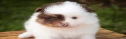 Pomeranian dogs for sale: Kibbles Pomeranian  - Ad 3