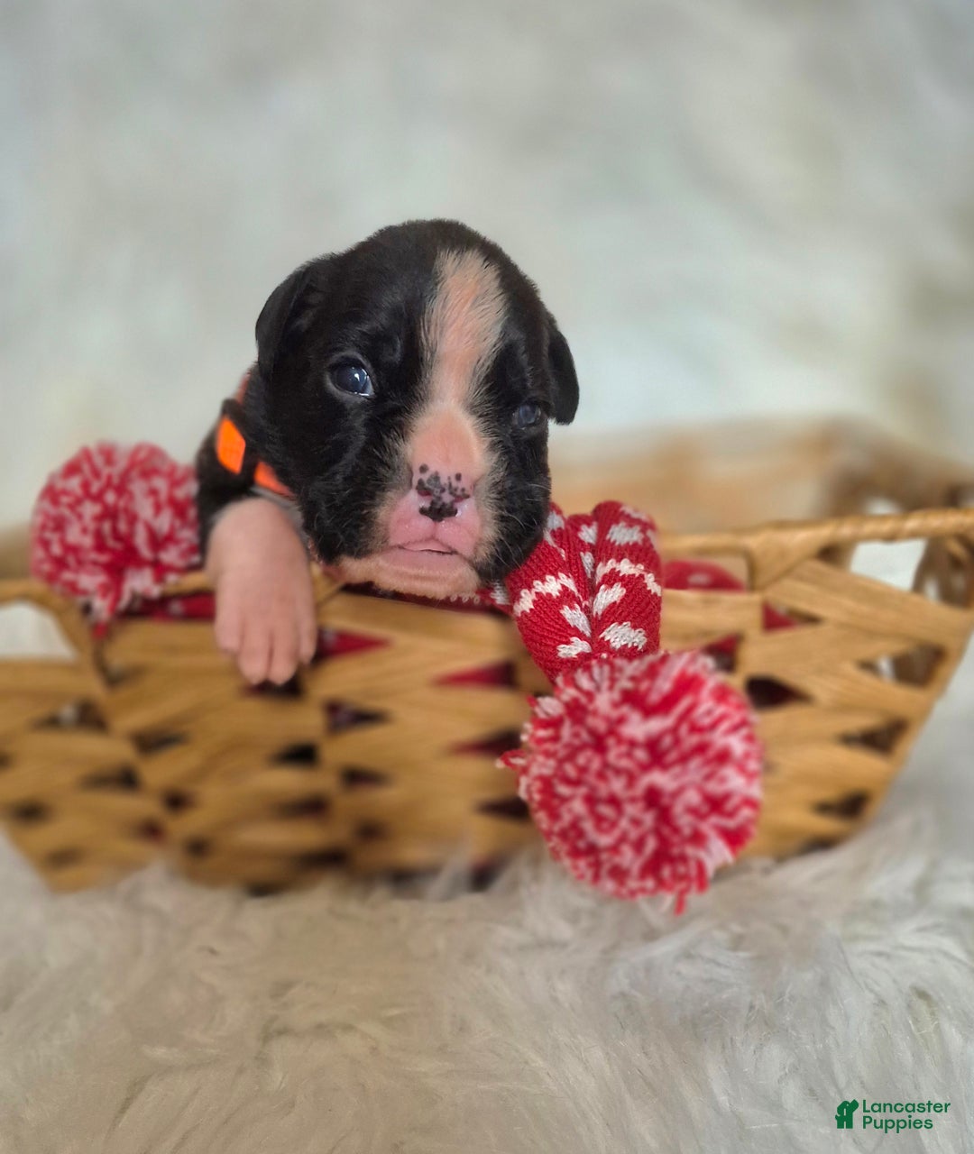 Boxer dogs for sale: Daisy  - Ad 2