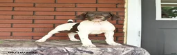 German Shorthaired Pointer dogs for sale: River - Ad 10