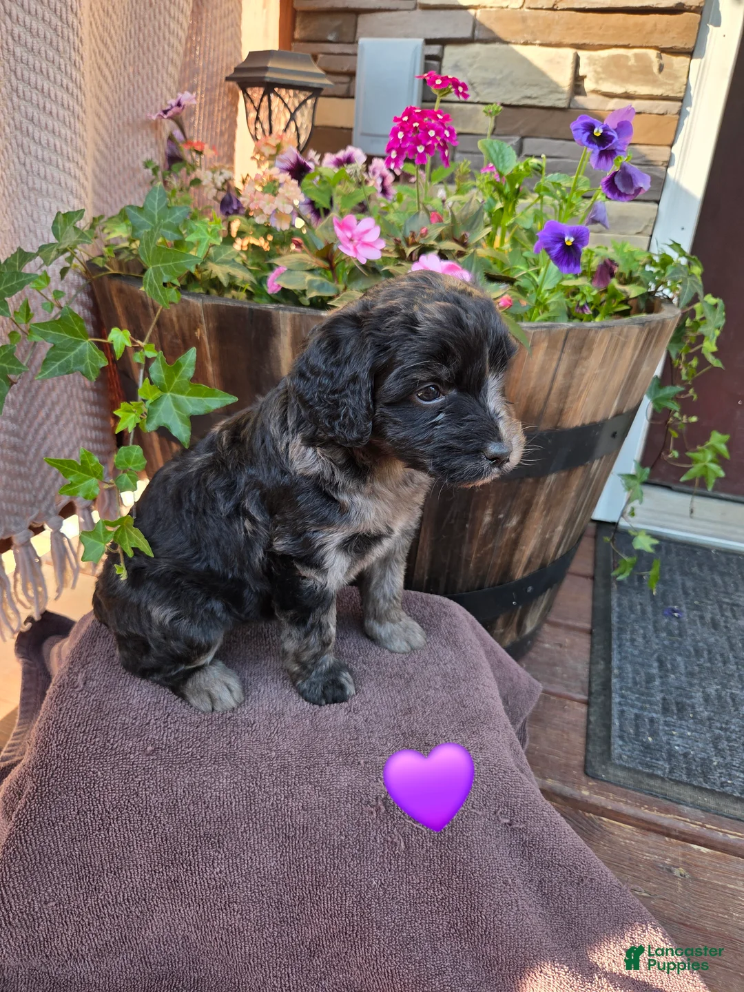 Aussiedoodle dogs for sale: Sugar - Ad 1