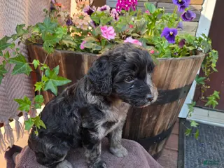 Aussiedoodle dogs for sale: Sugar - Ad 3