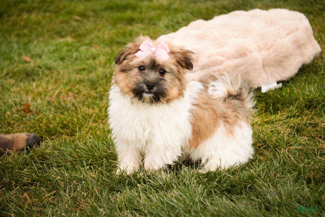 Havanese dogs for sale: Bella Rose - Ad 6