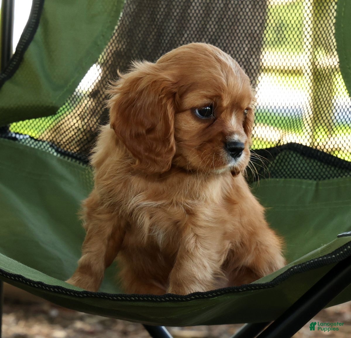Cavalier King Charles Spaniel dogs for sale: Callie - Ad 8