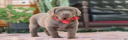 Labrador Retriever dogs for sale: Jingle Bell - Ad 7