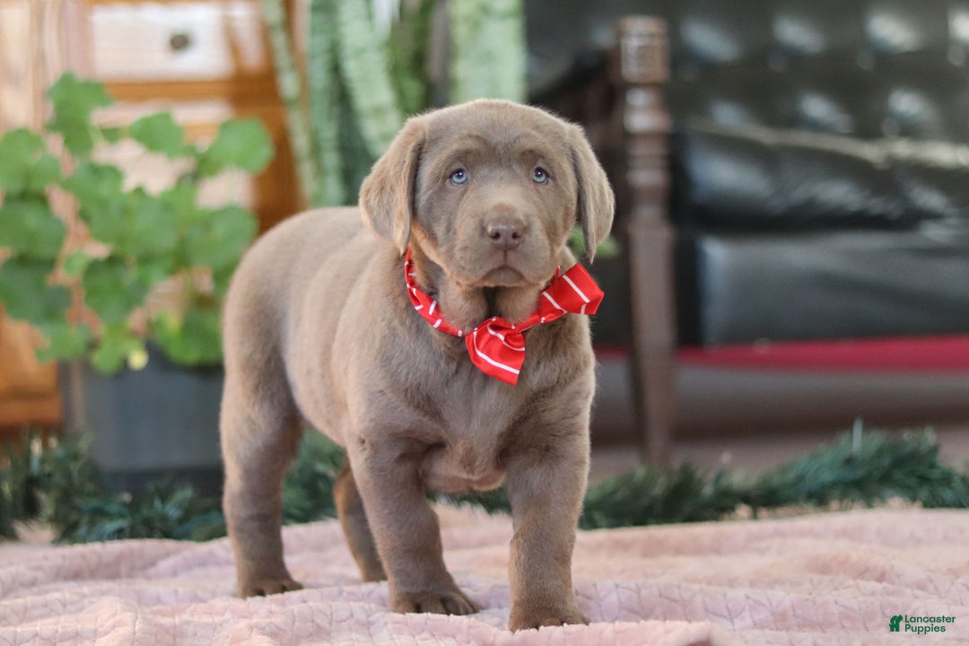 Labrador Retriever dogs for sale: Jingle Bell - Ad 7