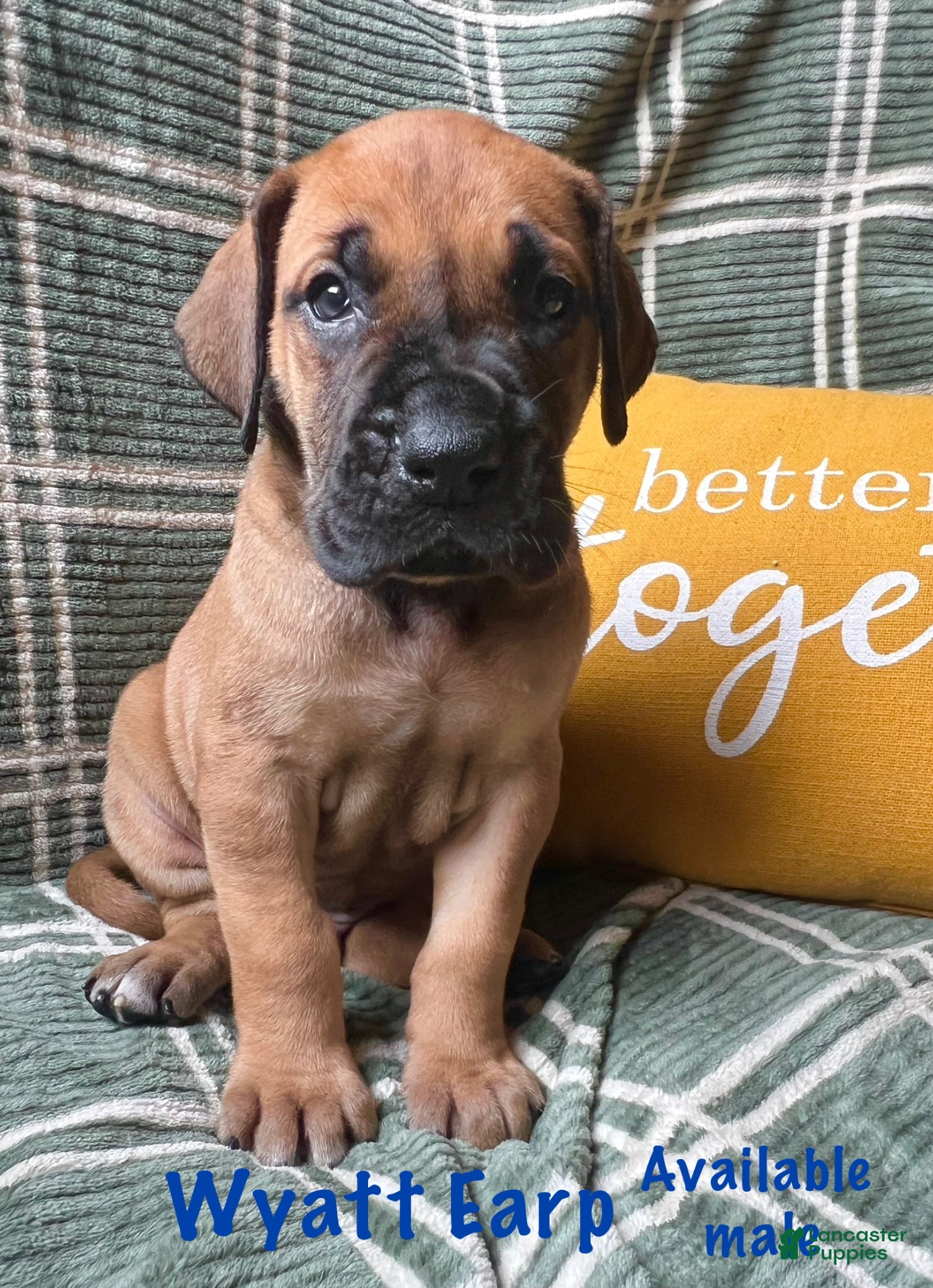 Great Dane dogs Wyatt Earp - Ad 11