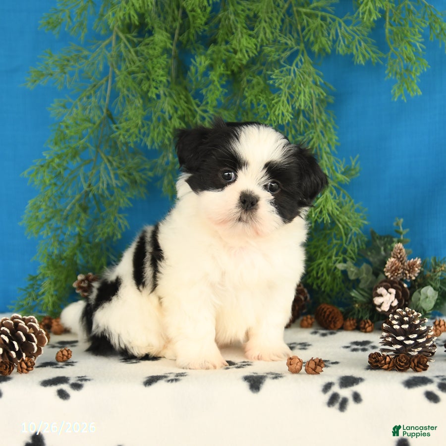 Shih Tzu dogs for sale: Cookie - Ad 2