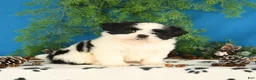 Shih Tzu dogs for sale: Cookie - Ad 2