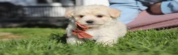 Maltipoo dogs for sale: Elliot - Ad 7