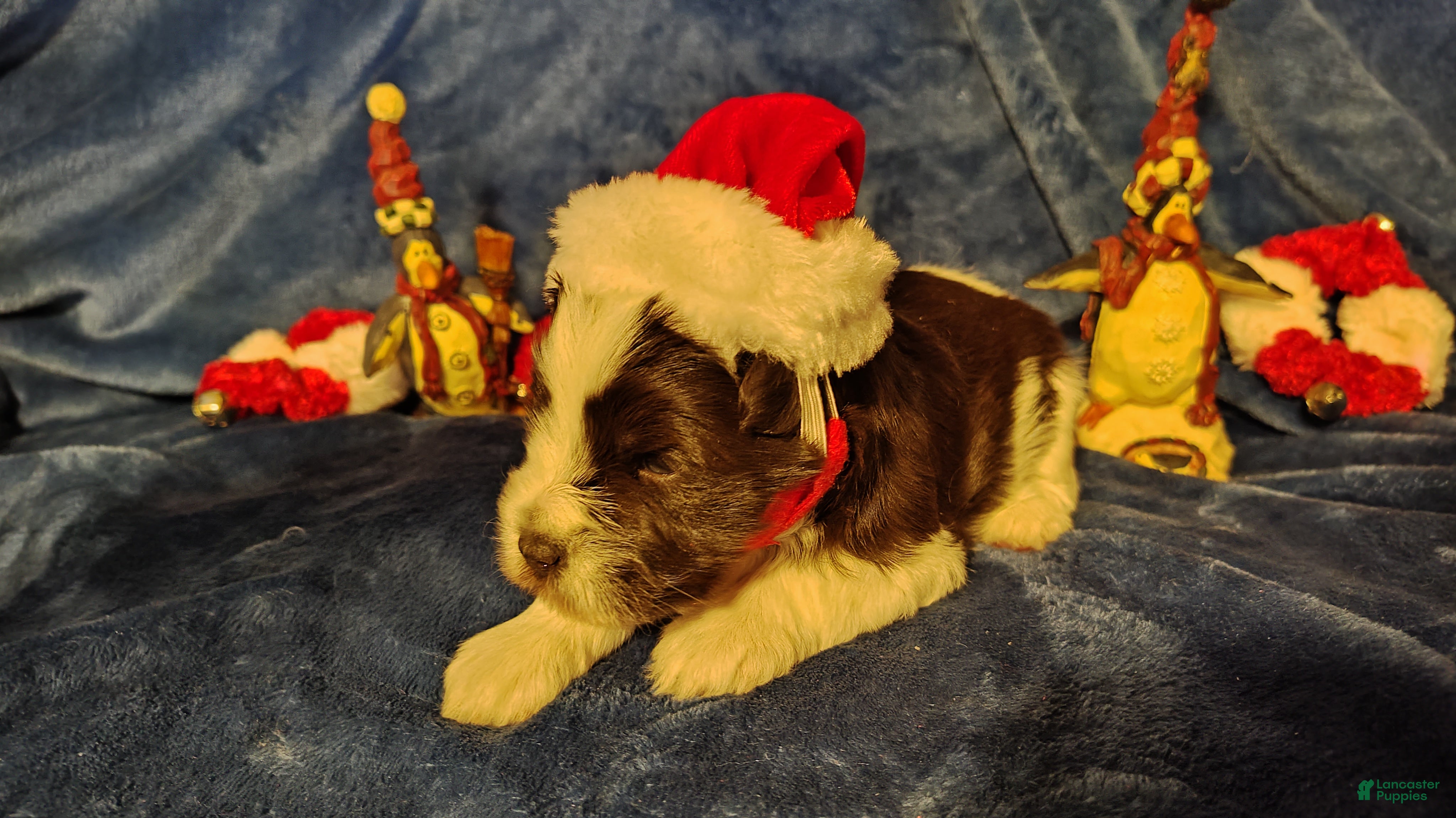 Miniature Schnauzer dogs Miniature Schnauzer Girl 2 - Ad 15