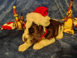 Miniature Schnauzer dogs Miniature Schnauzer Girl 2 - Ad 15